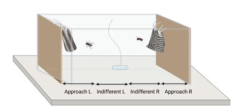 Why the Zebra Got its Stripes: exploring the anti.
